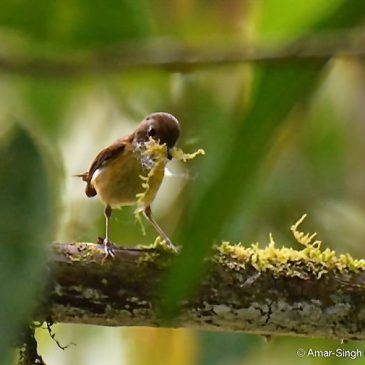 Buff-breasted Babbler – nesting