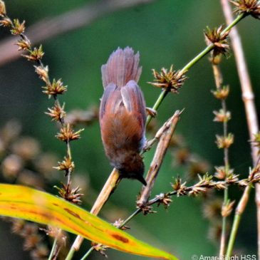 Chestnut-winged Babbler – feeding in seeding bamboo