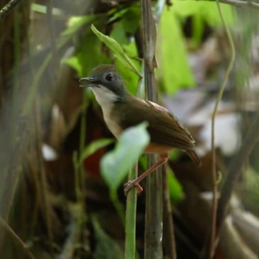 Haunting song of the Short-tailed Babbler