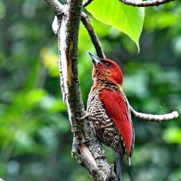 Banded Woodpecker – advertising call and posture