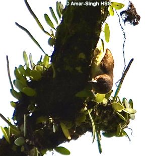 Brown Barbet – less commonly seen foraging method