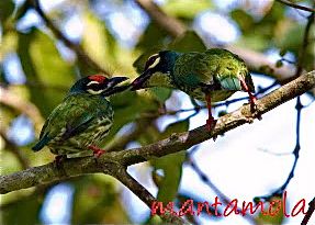 Courtship feeding in Coppersmith Barbet