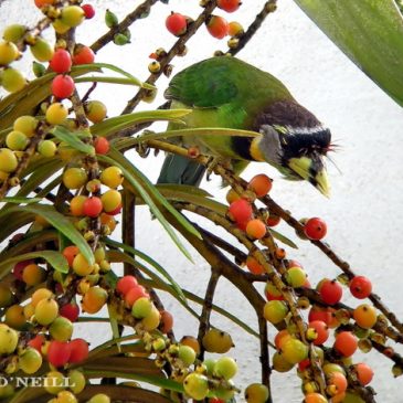© Fire-tufted Barbet’s date with MacArthur’s Palm