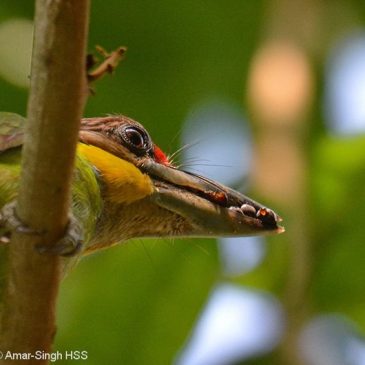 Gold-whiskered Barbet nesting (Part 2)