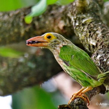 Call of the Lineated Barbet