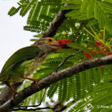 Why do Birds Eat Flowers? Lineated Barbet – new food source