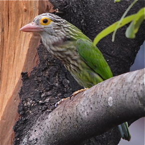 Lineated Barbet calling