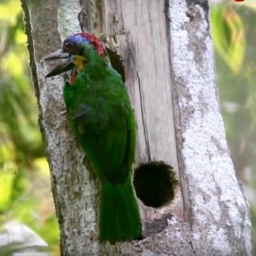Red-crowned Barbet constructing a nest