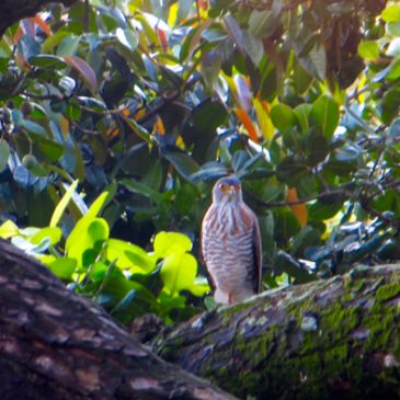 An accipiter and the debate around its identity