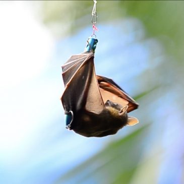 Bats in distress, trapped by abandon fishing hook