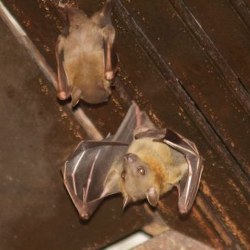 Bats in my porch: 20. When the female rejects the male