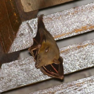 Bats in my porch: 13. Territory and Courtship