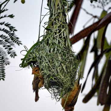 Baya Weaver – female inspecting nest