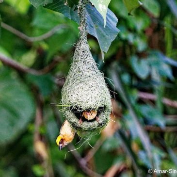 Baya Weaver female involvement in nest building 