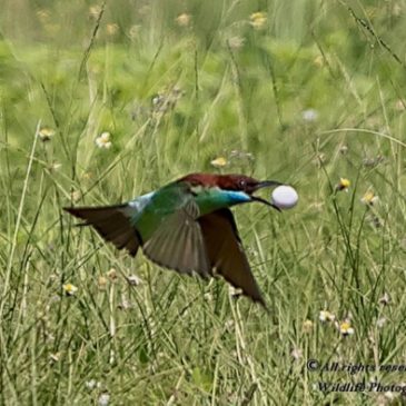 Blue-throated Bee-eater flying with an egg to a potential nesting site