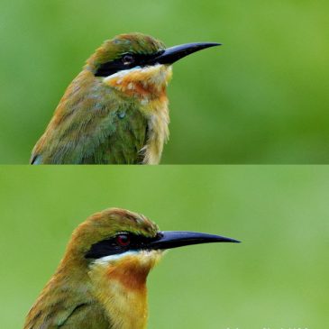 Blue-tailed Bee-eater – immature or adult moulting