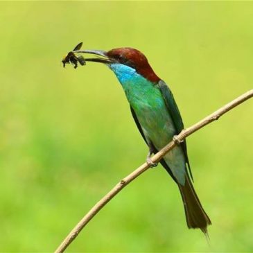 Blue-throated Bee-eater caught a bee