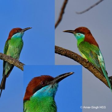 Blue-throated Bee-eater – adult with beak issues