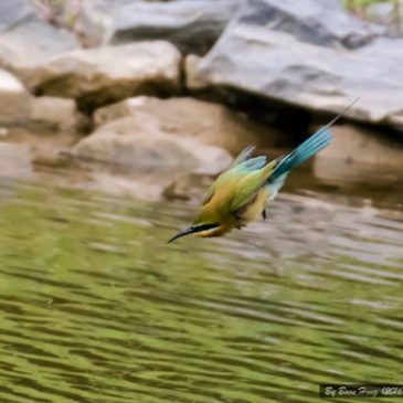 Bee-eater diving to take a bath?