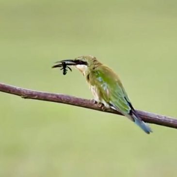 Blue-Tailed Bee-Eater caught a hornet