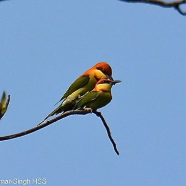 Chestnut-headed Bee-eater mating