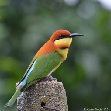 Chestnut-headed Bee-eater – nest building and cooperative breeding?