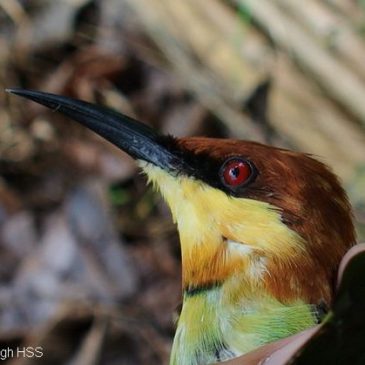 A closer look at the Chestnut-headed Bee-eater
