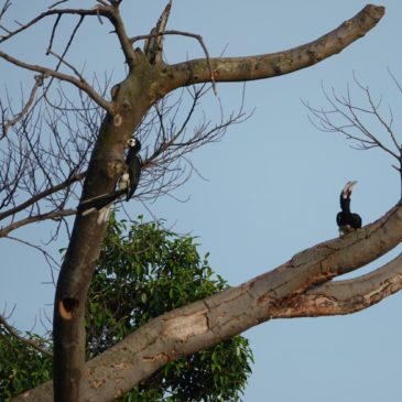 Oriental Pied Hornbills raid Dollarbird nest
