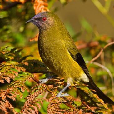 New Zealand Bellbird singing at Tiritiri Matangi Island