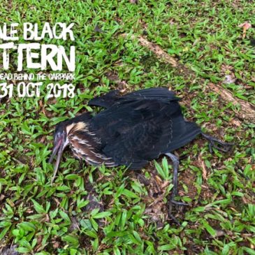 Black Bittern Found Dead at Commonwealth Secondary School