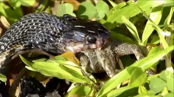 Black Spitting Cobra caught an Asian Toad