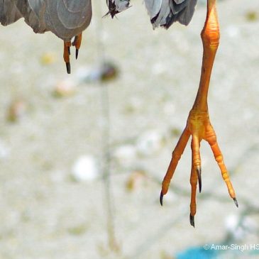 Pectinate Claw – Black-crowned Night Heron