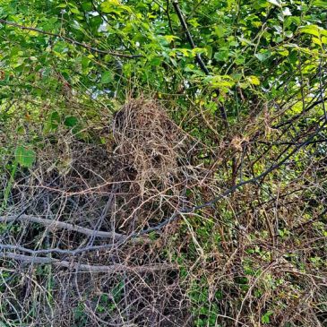 Black-headed Munia/Chestnut Munia – nest