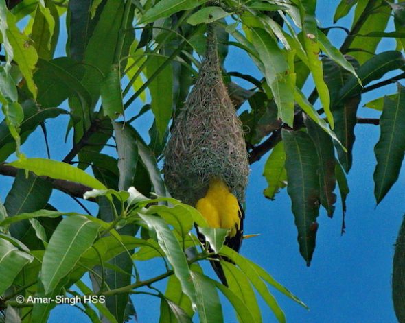 BEYOND LOCAL: Birds' nests express their unique style and past experiences  - Orillia News