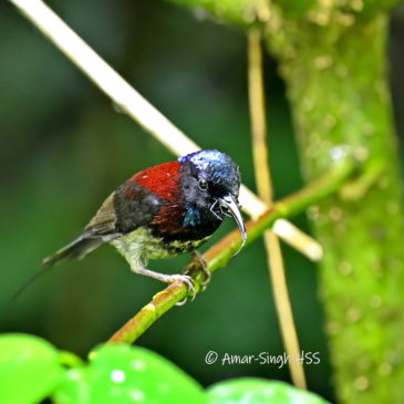 Black-throated Sunbird Aethopyga saturata Prey for Juveniles