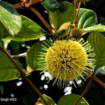 Black-throated Sunbird – new nectar source