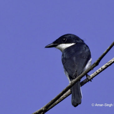 Black-winged Flycatcher-shrike – near-threatened