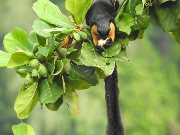 BlackGiantSquirrel-Terminalia fr [Steven Struyck]