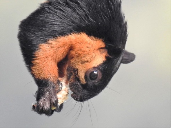 BlackGiantSquirrel-Terminalia fr [Steven Struyck]