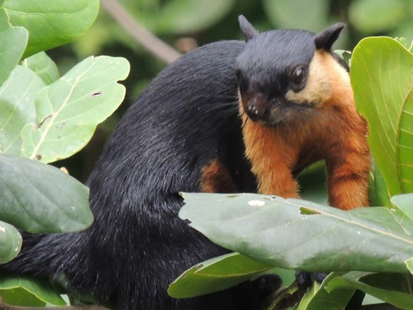 BlackGiantSquirrel-Terminalia fr [Steven Struyck]