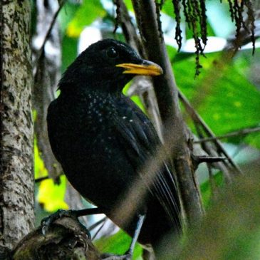 Blue Whistling Thrush – song and food
