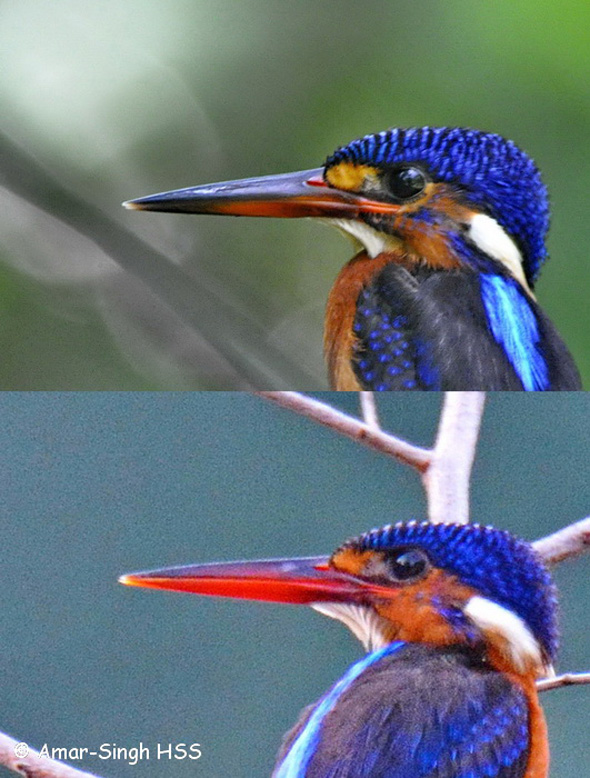 blue-eared-kingfisher-immature-male-vs-female-1a-tambun-ipoh-perak-malaysia-12th-september-2016