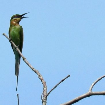 Blue-tailed Bee-eater feeding (Part 1)