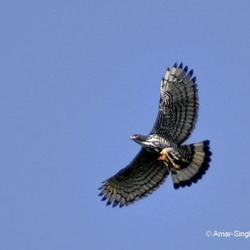 Blyth’s Hawk-eagle