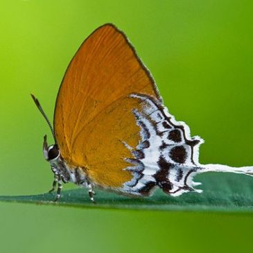 Save MacRitchie Forest: 13. Butterflies, jewels of the forest