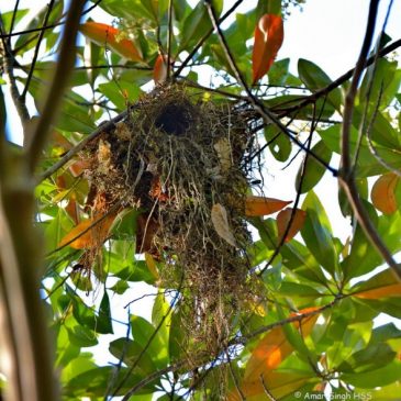 Black-and-yellow Broadbill – nesting update