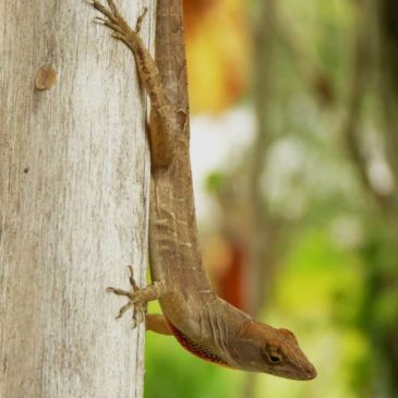 Brown Anole, a new exotic lizard for Singapore