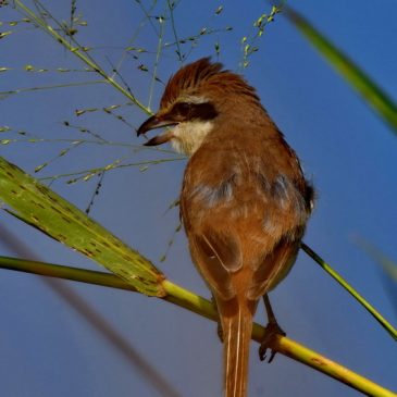 Brown Shrike – moulting