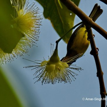 Brown-throated Sunbird  – nectar source
