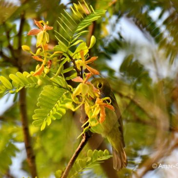 Brown-throated Sunbird – ‘new’ nectar source